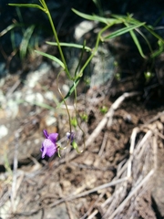 Neogaerrhinum strictum