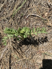 Hosackia crassifolia