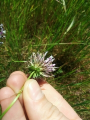 Trifolium obtusiflorum