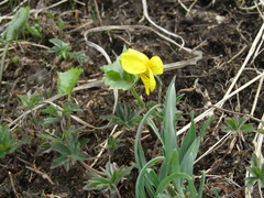 Viola uniflora