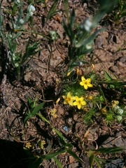 Leptosiphon acicularis