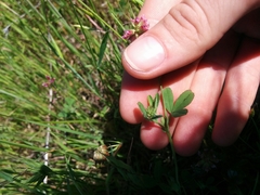 Trifolium bifidum decipiens