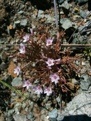 Claytonia exigua