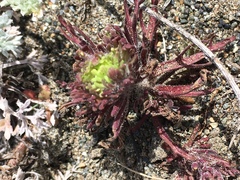 Castilleja exserta latifolia