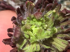 Castilleja exserta latifolia