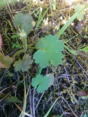 Lithophragma heterophyllum