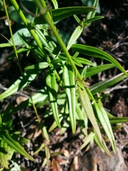Neogaerrhinum strictum