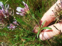 Trifolium obtusiflorum