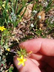 Leptosiphon acicularis