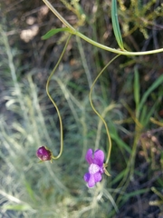 Neogaerrhinum strictum