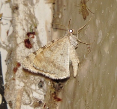 Digrammia denticulata