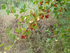 Ribes aureum gracillimum