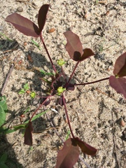 Euphorbia ipecacuanhae