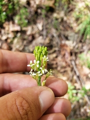 Turritis glabra