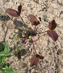 Euphorbia ipecacuanhae