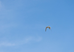 Sternula antillarum browni