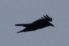 Corvus corone