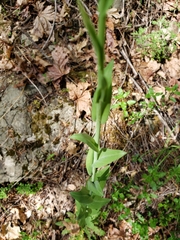 Turritis glabra