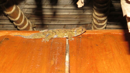 Peters' Spotted Gecko, Geckolepis maculata