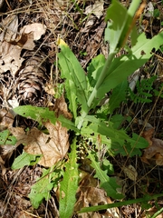 Turritis glabra