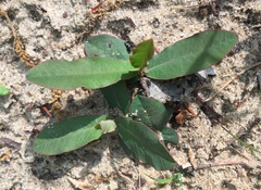 Euphorbia ipecacuanhae
