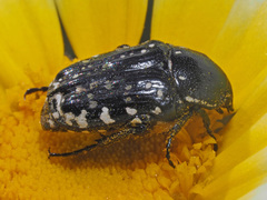 Oxythyrea cinctella