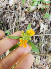 Erysimum capitatum capitatum