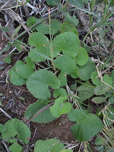 Centella asiatica image