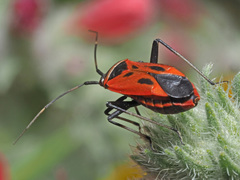 Calocoris nemoralis