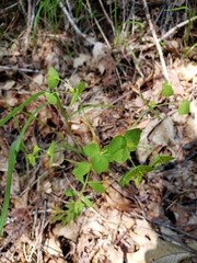 Euphorbia crenulata
