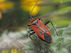 Calocoris nemoralis