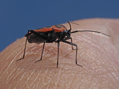 Calocoris nemoralis