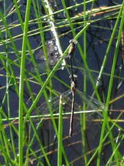 Lestes stultus