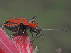 Calocoris nemoralis