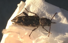 Xylotrechus nauticus