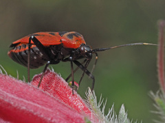 Calocoris nemoralis