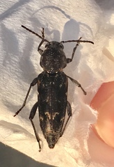 Xylotrechus nauticus
