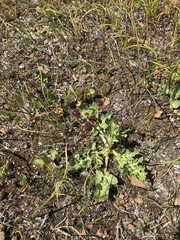 Sanicula bipinnatifida