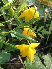 Calochortus amabilis
