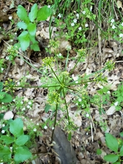 Tauschia hartwegii