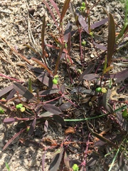 Euphorbia ipecacuanhae