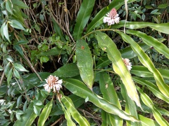 Alpinia kawakamii
