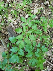 Tauschia hartwegii