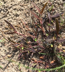 Euphorbia ipecacuanhae