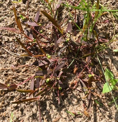 Euphorbia ipecacuanhae