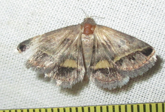 Acantholipes