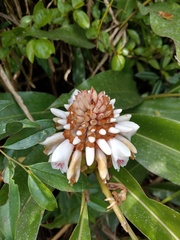 Alpinia kawakamii