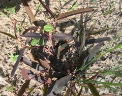Euphorbia ipecacuanhae
