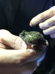 Pleurodema brachyops