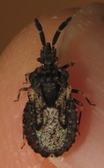 Aradus fuscomaculatus